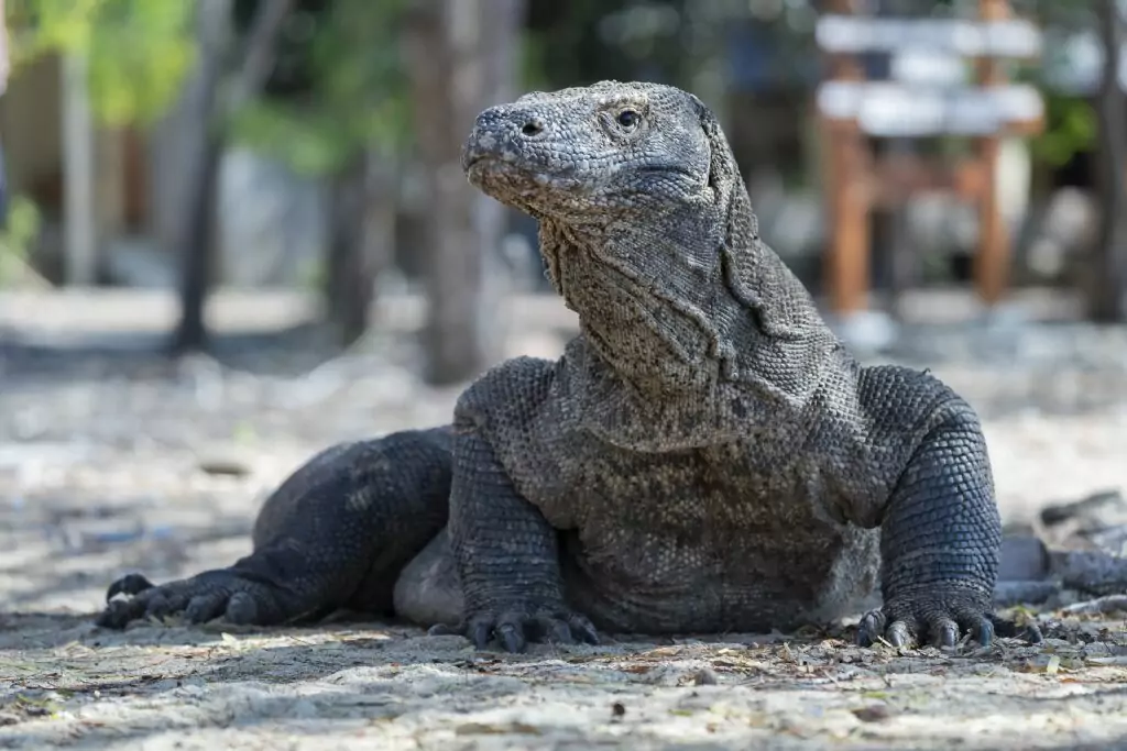 Komodo Dragon Komodo Island Indonesian Explorer heritage expeditions