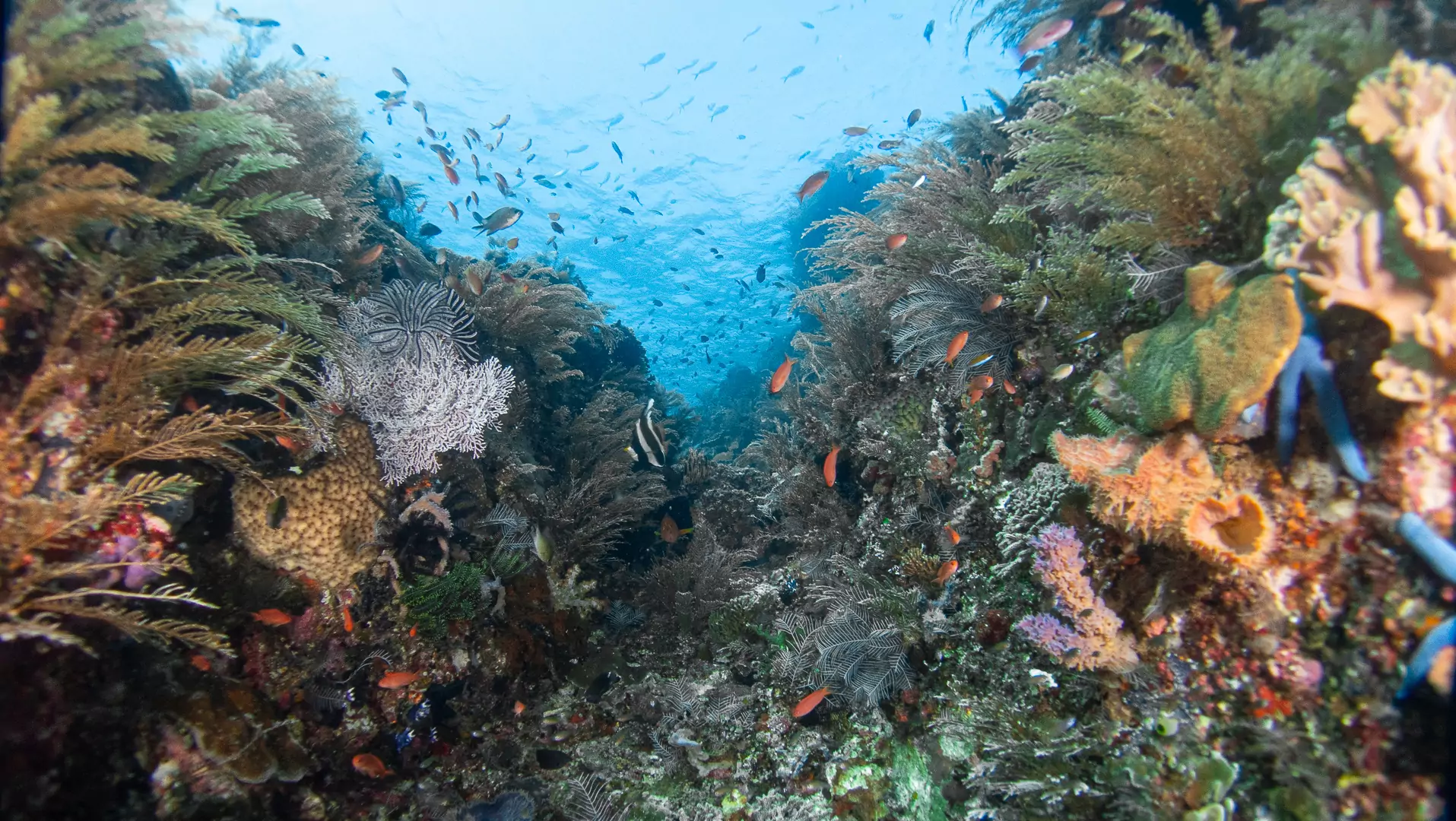 jakare liveaboard komodo southern sea ventures